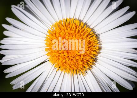 A macro HDR image of a Daisy taken near Poolewe, Wester Ross, Scotland. 01 June 2009 Stock Photo