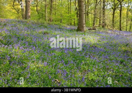 Bluebell wood, Hampshire, England, United Kingdom, Europe Stock Photo