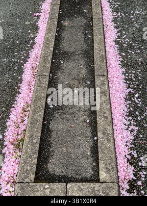 Drifts of pink fallen petals from Japanese flowering cherry trees (prunus serrulata) cover the ground in springtime, in a UK carpark Stock Photo