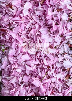 Drifts of pink fallen petals from Japanese flowering cherry trees (prunus serrulata) cover the ground in springtime, in a UK carpark Stock Photo