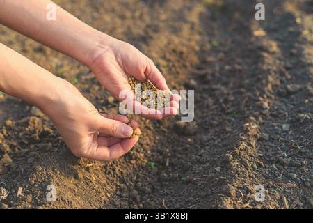 sowing beets in the garden. Selective focus. nature. Stock Photo