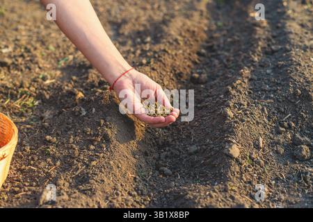 sowing beets in the garden. Selective focus. nature. Stock Photo