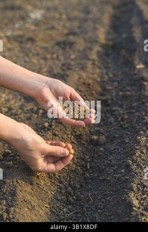 sowing beets in the garden. Selective focus. nature. Stock Photo