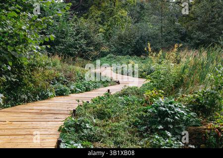 Empty wooden boardwalk curves gently through thick greenery in a dense forest landscape, eco tourism, forest trail Stock Photo