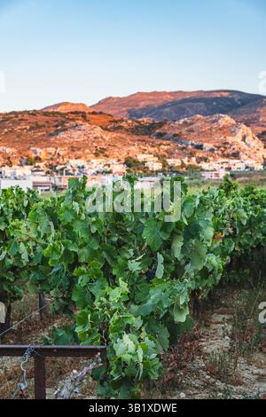 Landscape with vineyards against a backdrop of mountains illuminated by the setting sun during the evening Stock Photo