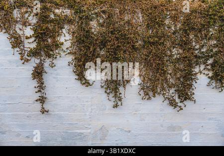 Vine overgrowing white painted concrete wall Stock Photo