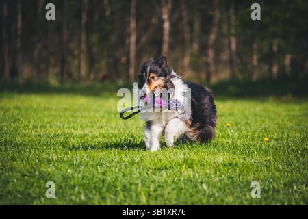 Shetland Sheepdog Stock Photo