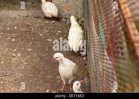Light-colored flock of partridges with red beaks and soft plumage exploring a rocky outdoor area in a rural setting Stock Photo