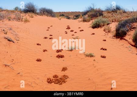 Beetles burrows on a sand dune in the Simpson Desert, Hay River Track, Northern Territory, NT, Australia Stock Photo