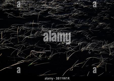 Yellow grass growing on the black pebble beach - background and texture Stock Photo
