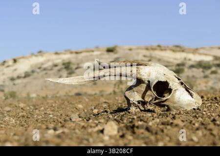 Dry Goat Skull Bone, Goat Skull background in the desert Stock Photo