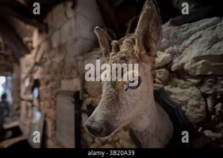 A close-up photo of a stuffed small deer head, taken in an unknown and unrecognizable medieval house in France Stock Photo