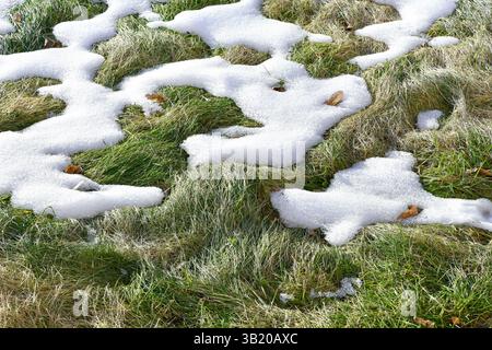 Melted thaw snow mold on the spring lawn grass after winter on the soil. Winter frame loose snow Stock Photo