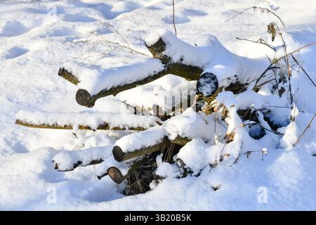 Sunny winter day big snowdrifts felled trees stump and branches under the snow background close up Stock Photo