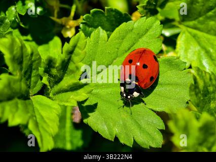 Ladybug on Green Leaf Closeup. Vibrant Nature Macro Photography. Bright closeup image of a red ladybug sitting on a vibrant green leaf Stock Photo