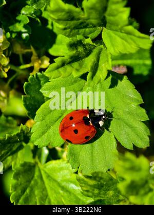 Ladybug on Green Leaf Closeup. Vibrant Nature Macro Photography. Bright closeup image of a red ladybug sitting on a vibrant green leaf. Vertical photo Stock Photo