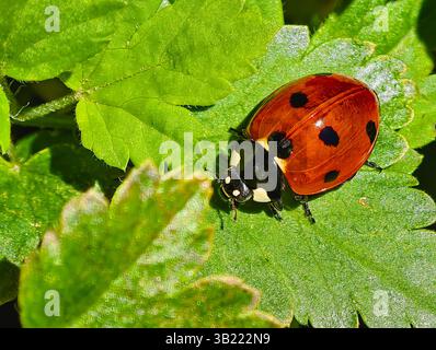 Ladybug on Green Leaf Closeup. Vibrant Nature Macro Photography. Bright closeup image of a red ladybug sitting on a vibrant green leaf in a sunlit Stock Photo