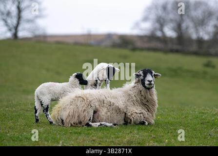 Young lambs playing on the back of their mother as she lays down in a field. North Yorkshire, UK. Stock Photo
