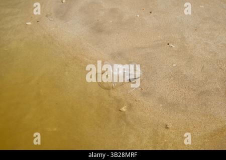 discarded crumpled plastic cup lying on beach sand left behind by visitors, pollution, human impact on nature, environmental awareness theme Stock Photo