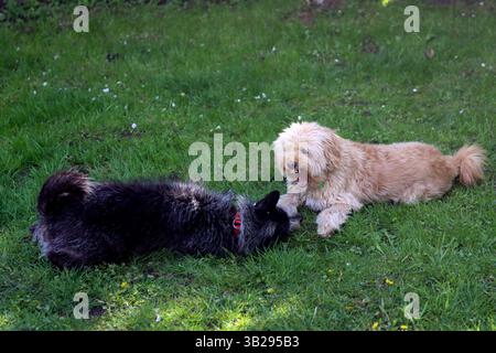 Mixed breed dog playing with Labradoodle on the grass in the garden. Shallow depth of field. Stock Photo