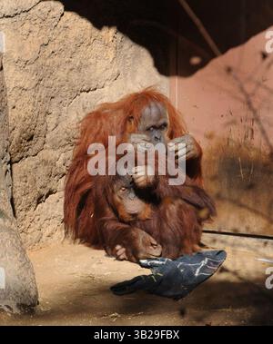 Dec. 22, 2009 - Sacramento, CA, USA - New member of the Sacramento Zoo, six-year-old Sumatran orangutan Makan is groomed by Cheli, 37, at the Ape House on Tuesday, December 22, 2009. The young male weighs 65 pounds and will grow to be about 200 pounds. (Credit Image: © Sacramento Bee/ZUMApress.com) Stock Photo