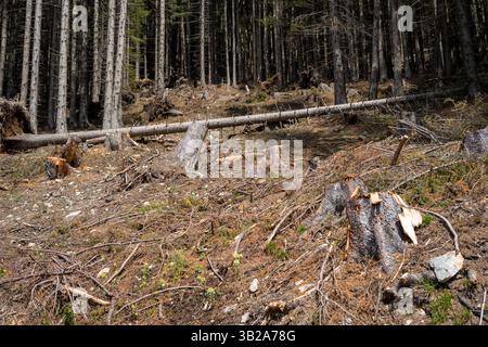 The remains of trees cut down in a mountain forest in the Austrian Alps. Stock Photo