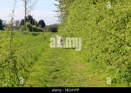 Labrador retriever puppy running on a green meadow in summer. Labrador retriever running on a country road with dandelions Stock Photo