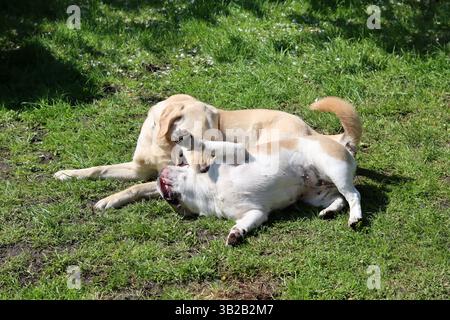 Two dogs playing together in the garden on a sunny summer day. Stock Photo