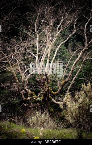 Dried tree in a forest in Greece Stock Photo
