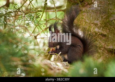 Eurasian red squirrel eating walnuts (Sciurus vulgaris) Stock Photo