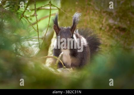 Eurasian red squirrel eating walnuts (Sciurus vulgaris) Stock Photo