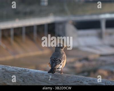 An American Robin perches calmly on a wooden railing near an industrial dam, bathed in soft mooring light - a portrait of resilience in an urban wilderness Stock Photo