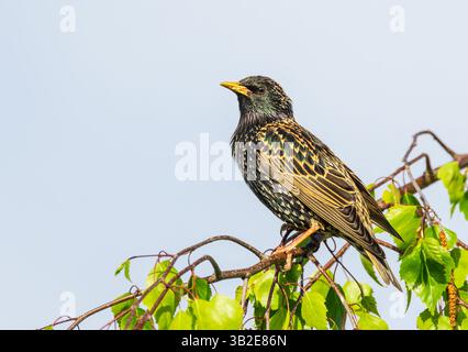 Starling, Scientific name: Sturnus vulgaris, perched on a weeping Silver Birch branch, facing  left with glossy feathers and head raised.  Clean backg Stock Photo