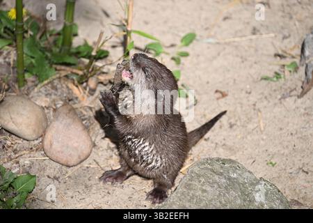 A baby Asian small-clawed otter eating food at London Zoo Stock Photo