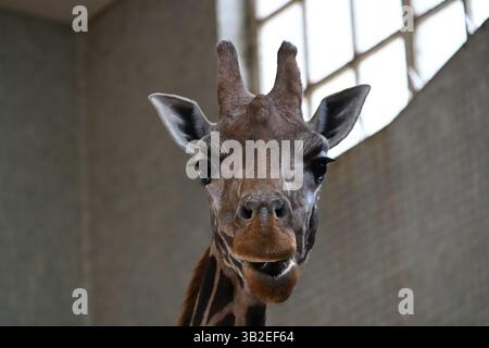 A Northern giraffe at London Zoo Stock Photo