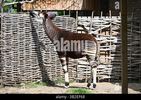 An Okapi in the sun at London Zoo Stock Photo