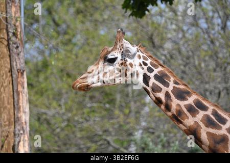 A Northern giraffe in the sun at London Zoo Stock Photo