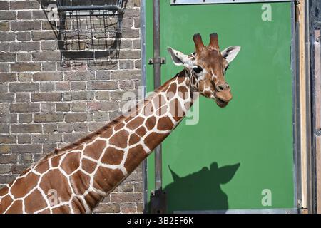 A Northern giraffe in the sun at London Zoo Stock Photo