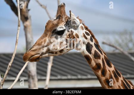 A Northern giraffe in the sun at London Zoo Stock Photo