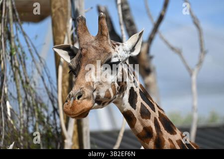 A Northern giraffe in the sun at London Zoo Stock Photo