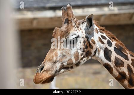A Northern giraffe in the sun at London Zoo Stock Photo