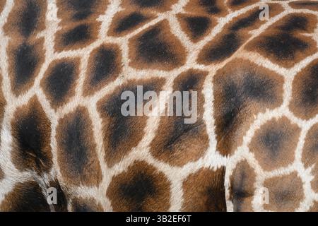 A Northern giraffe in the sun at London Zoo Stock Photo