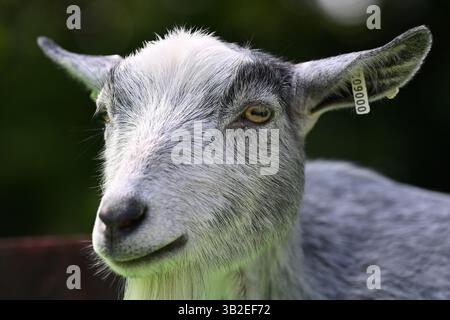 A pygmy goat relaxing at London Zoo Stock Photo