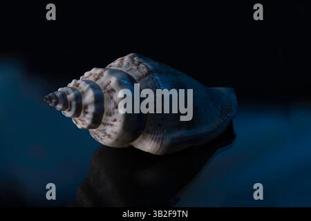 Seashells on a black background with blue highlights Stock Photo