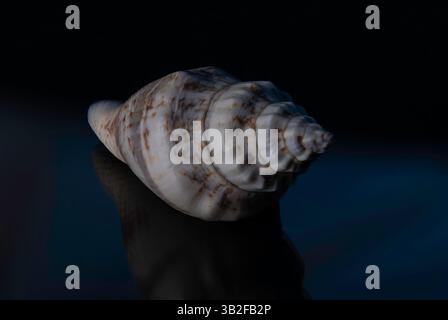 Seashells on a black background with blue highlights Stock Photo