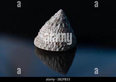 Seashells on a black background with blue highlights Stock Photo