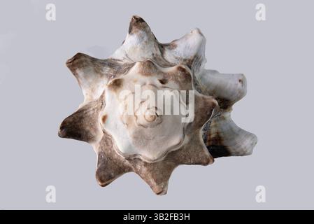 Seashells on a white background Stock Photo