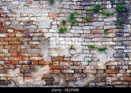 Green plant growing from an old brick wall cracks as reclaiming nature background Stock Photo