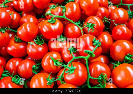 cherry tomatoes on branches, selective focus Stock Photo