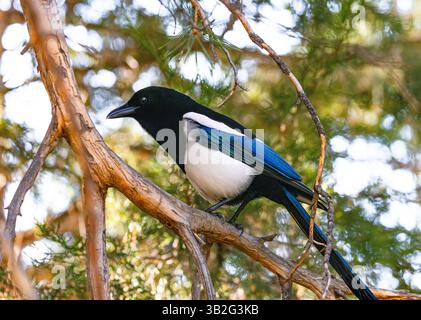 A Magpie bird perched on a Scots Pine branch in the Woods. Stock Photo